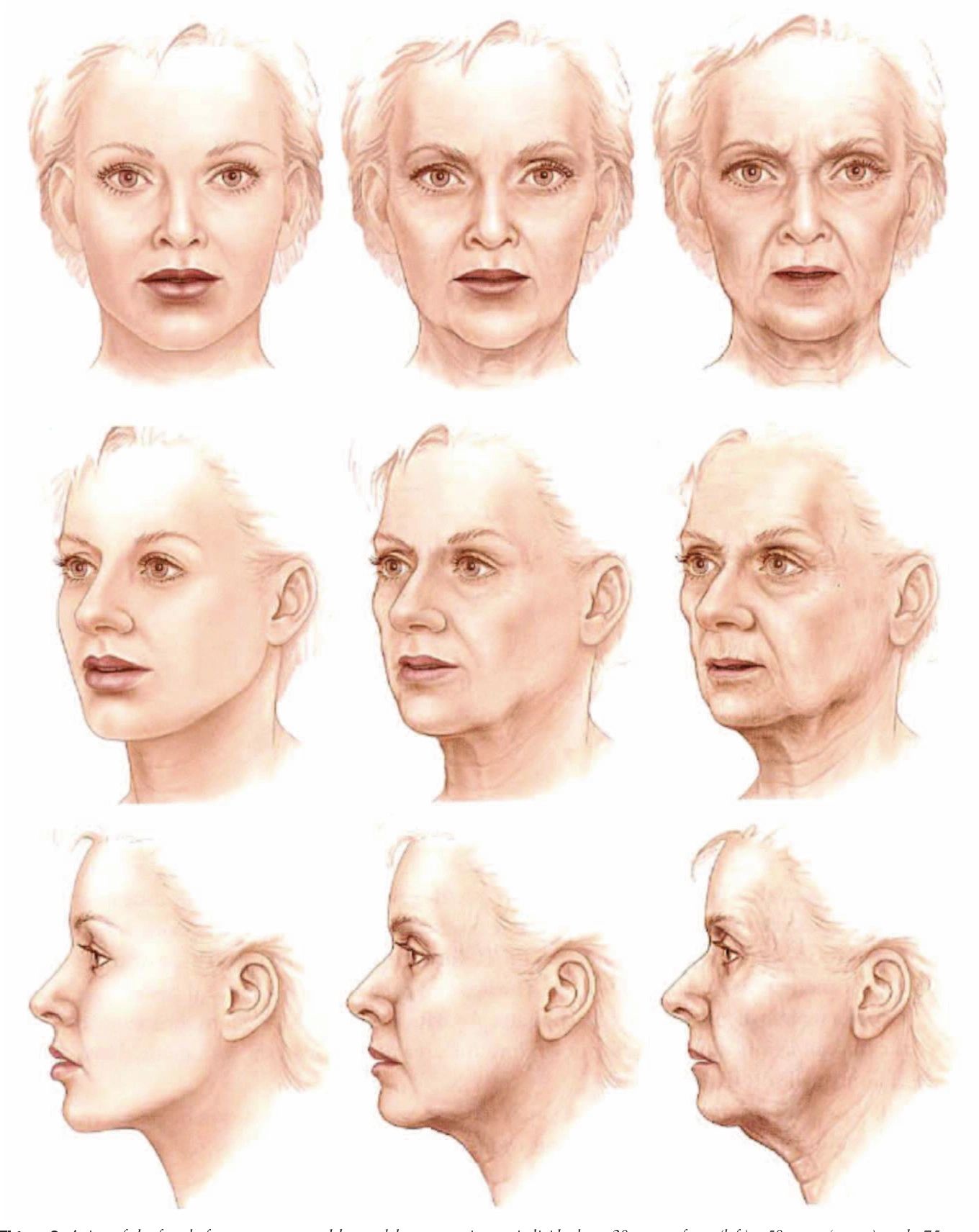 The Anatomy Of The Aging Face